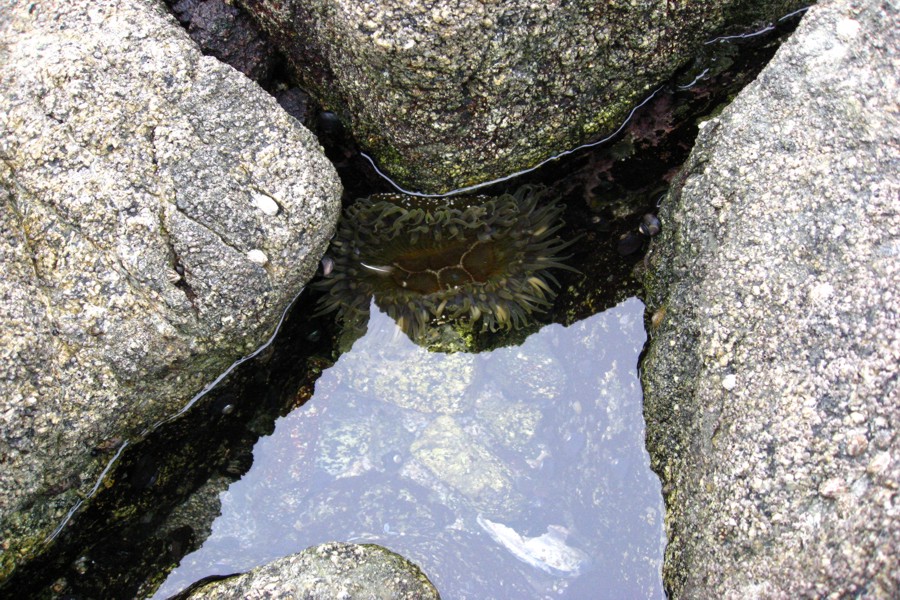 ../image/hostel tide pool 1.jpg